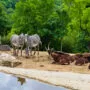 zoo animaux projet dôme Beauval